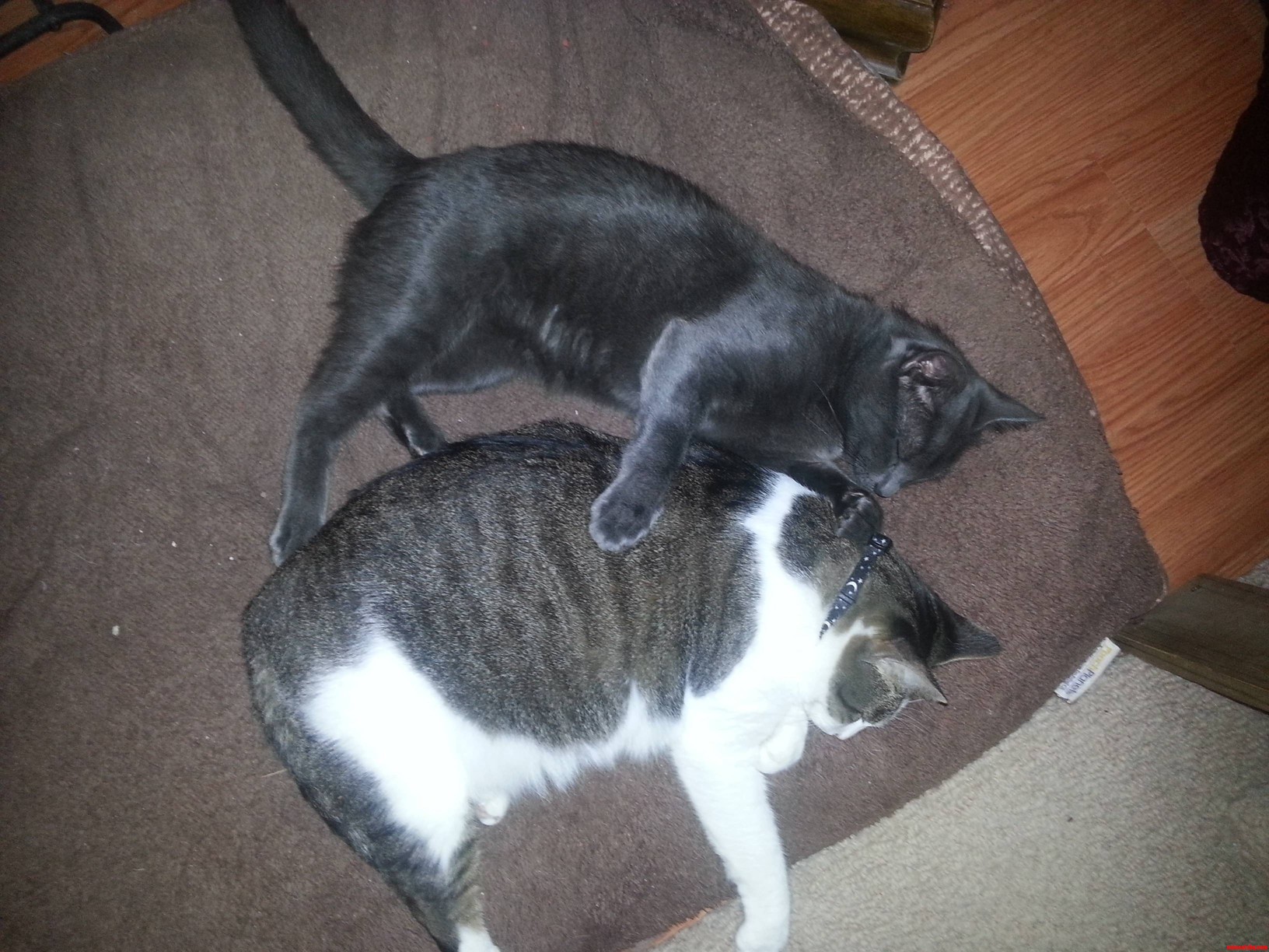 Bff