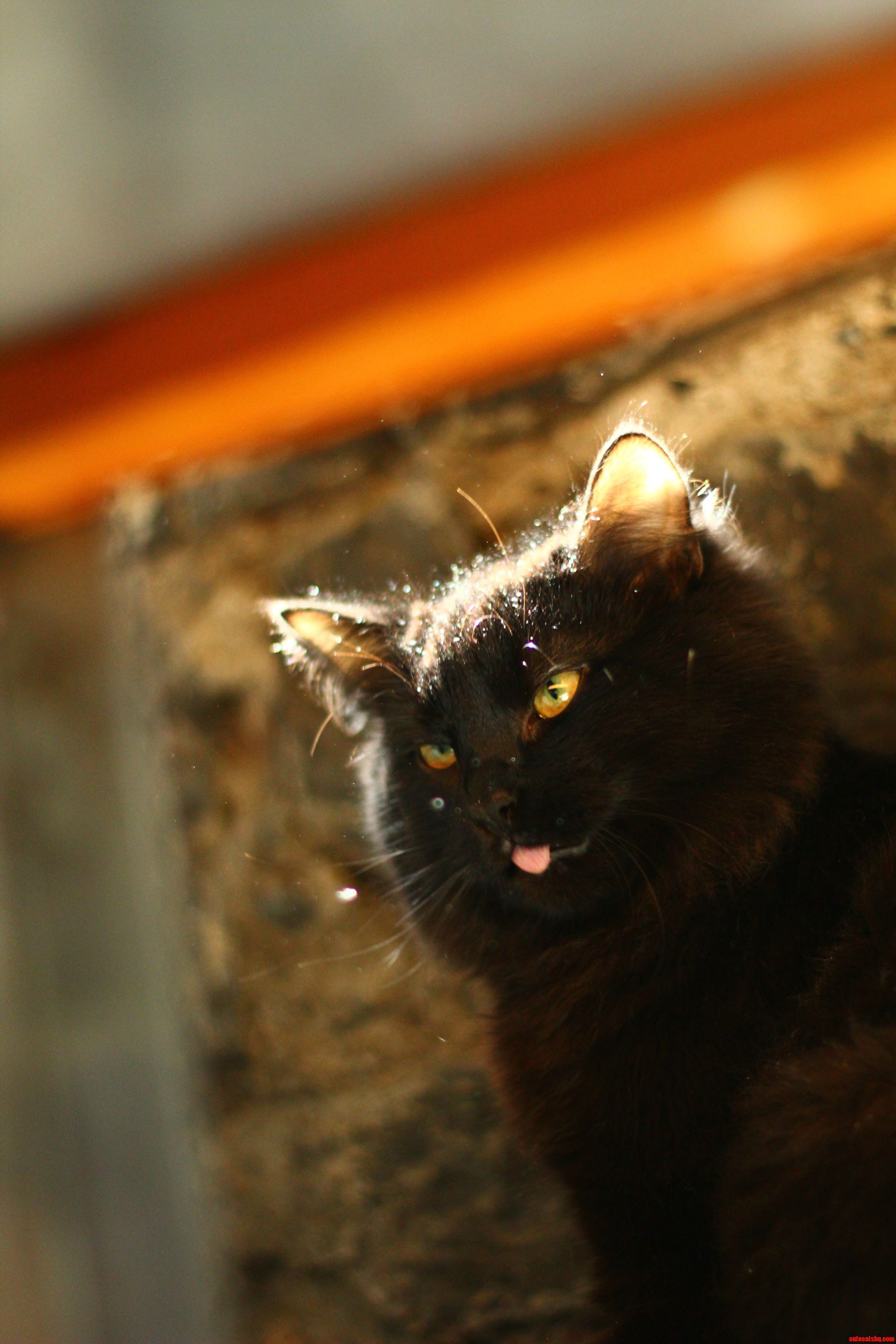 Black Cat