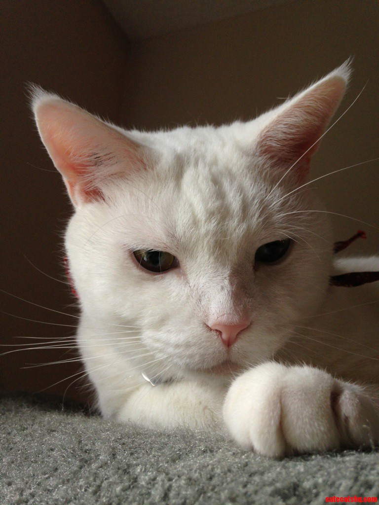 Bored on My Tree.. First World Cat Problems
