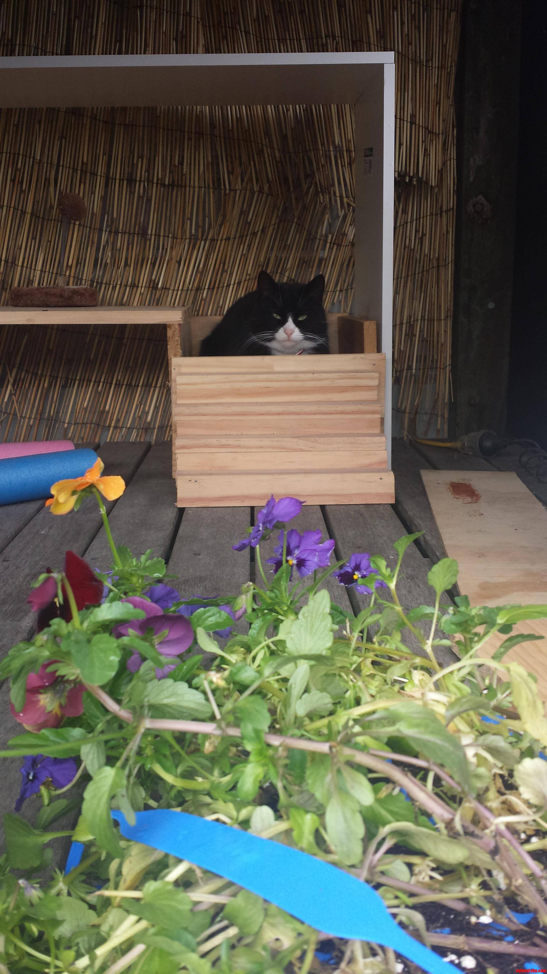 Built a Bed for My Cat. It Made My Day When She Used It