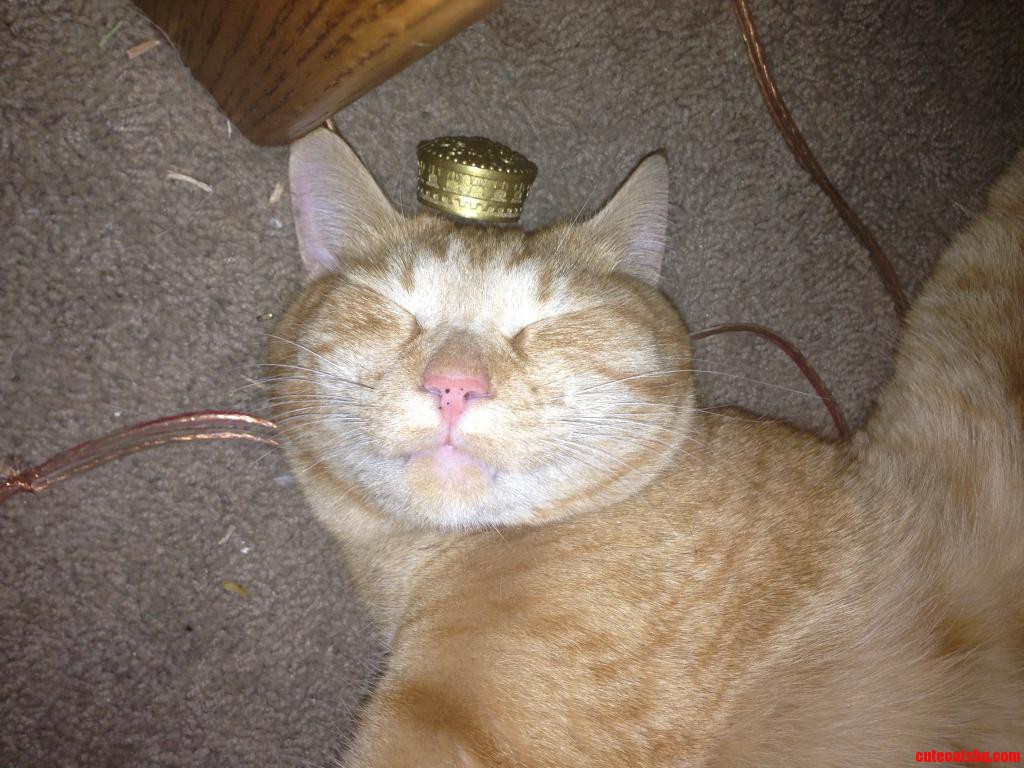 Call Me King Kitten