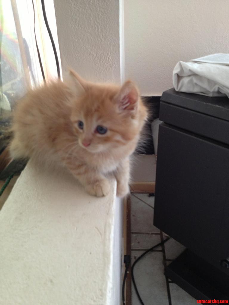 Came Home to Find This Little Guy. Meet Garfield