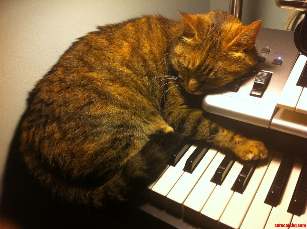 Cat Benatar My Friends Cat Exhausted After a Long Studio Session.