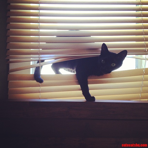 Cat Break-in