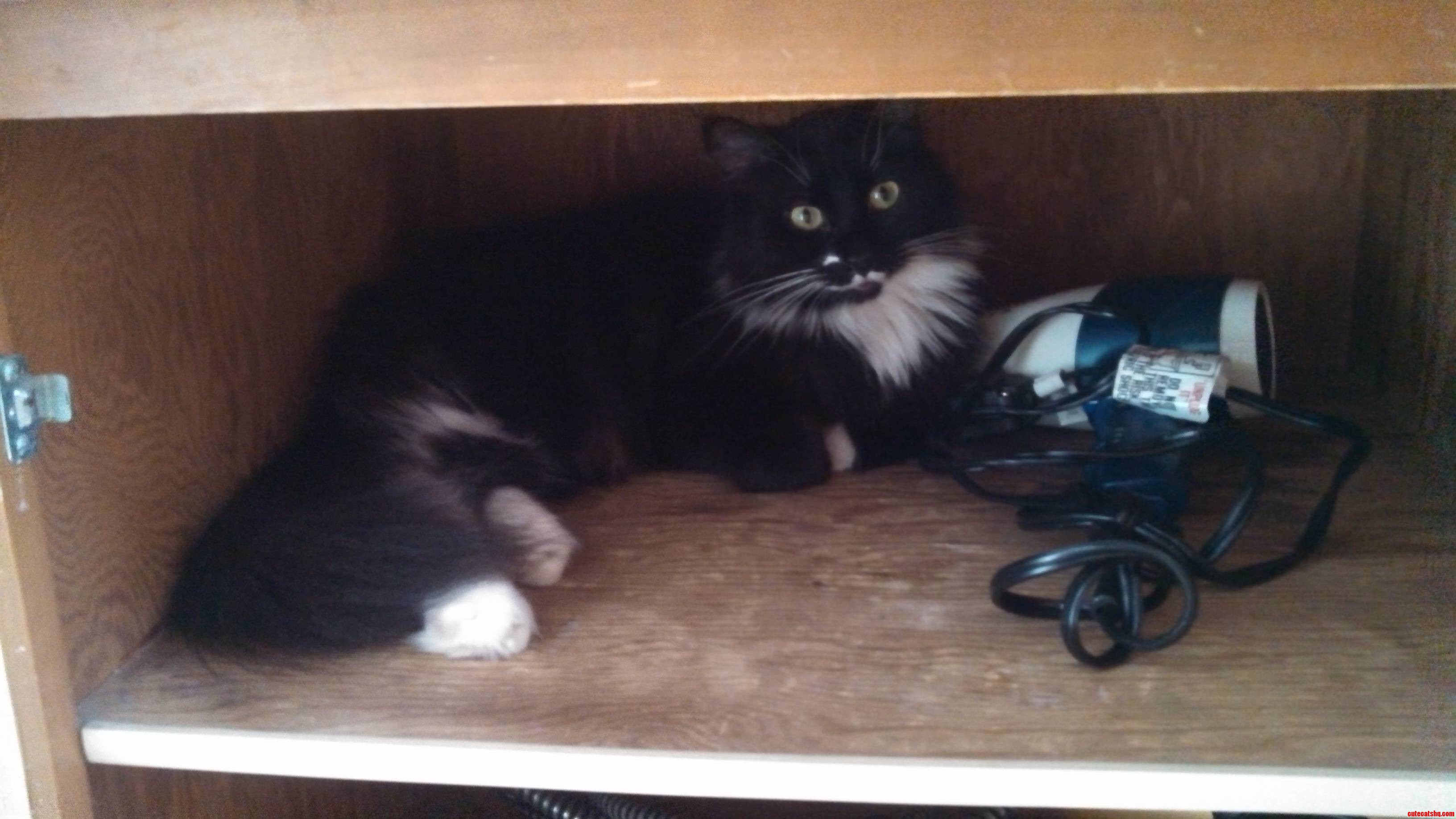 Cat in a Cabinet.