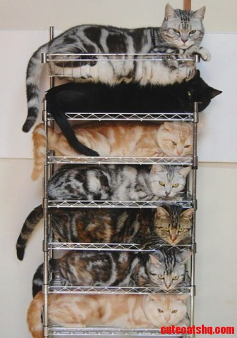 Cat Storage