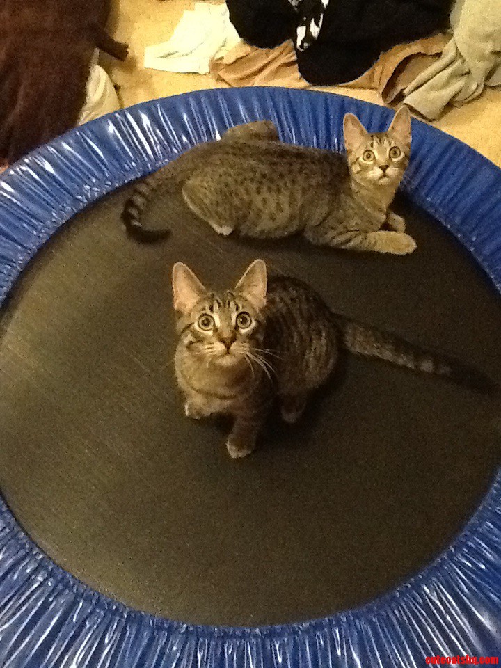 Cat Tramps