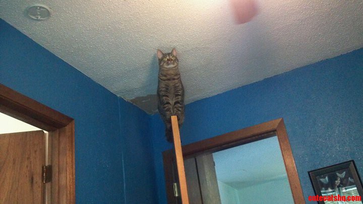 Cat Show Off...