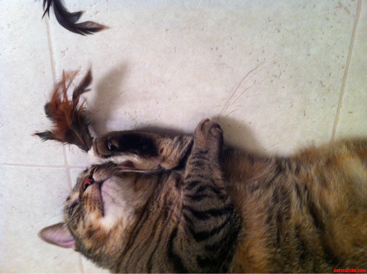 Catnip High