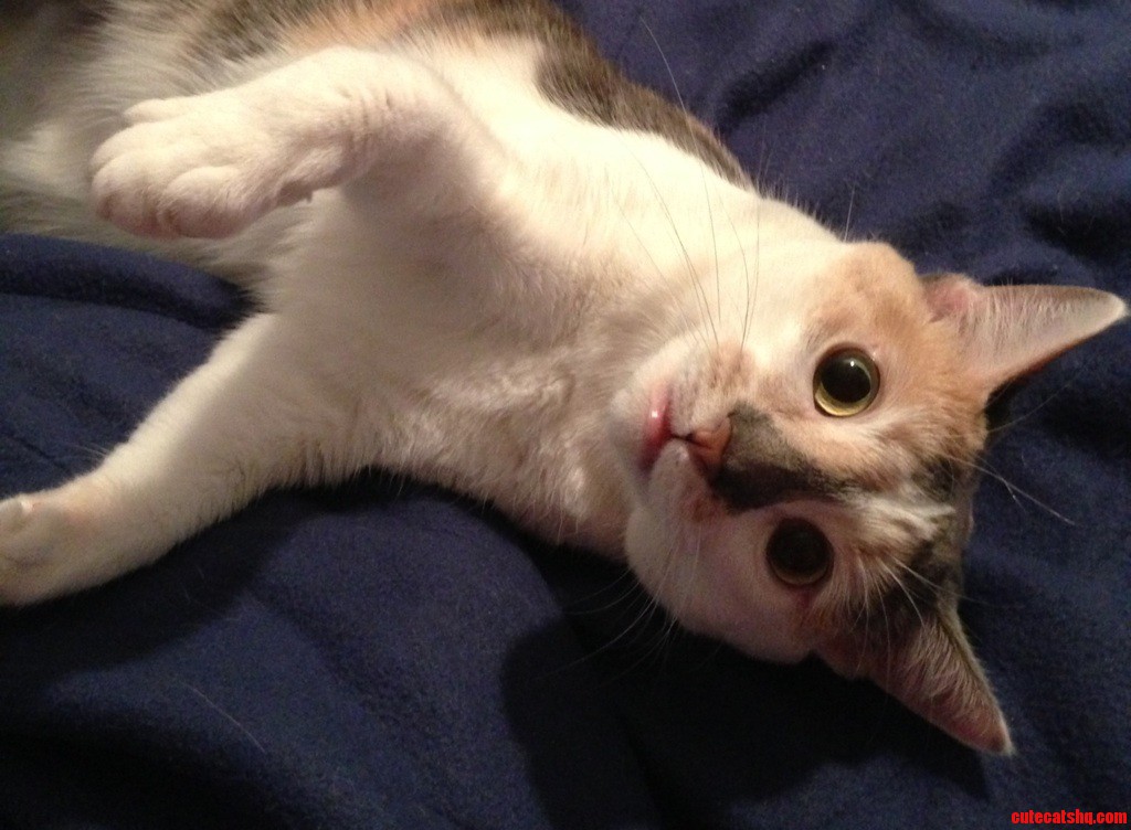 Catnip. Akathe Nip.