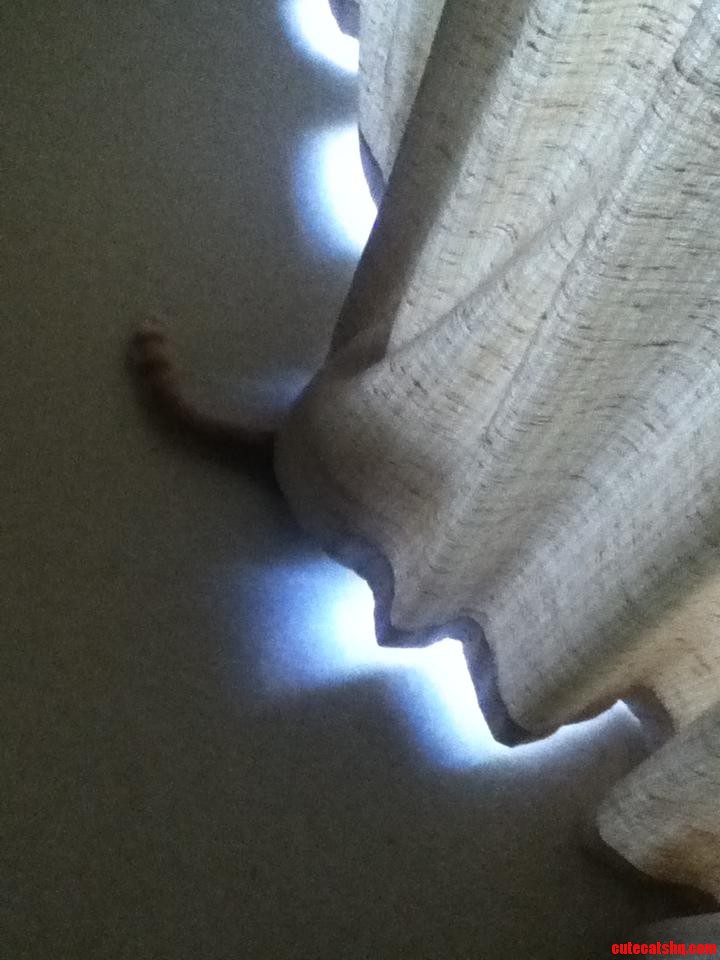 Cats Are the Best at Hide and Seek