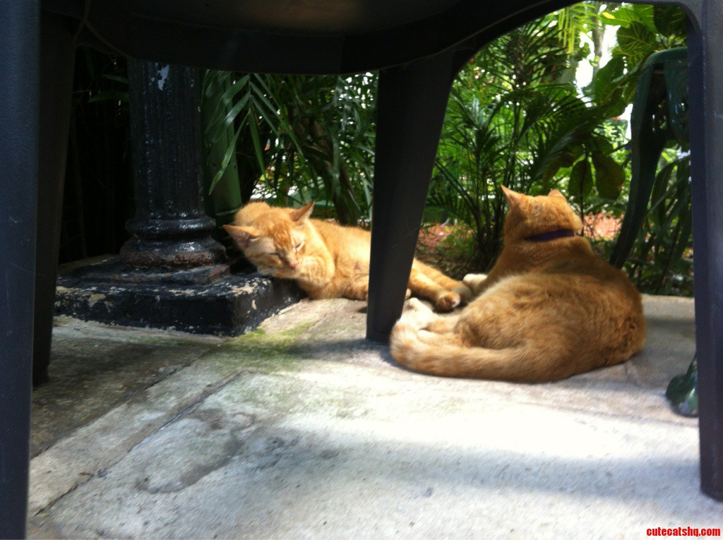 Cats at the Hemingway House in Key West... Over 40 Something Polydactyls D