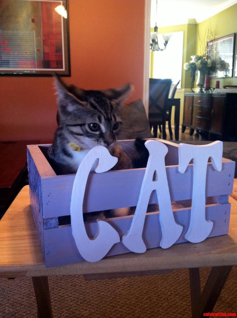 Cat's Cat in a Cat Crate