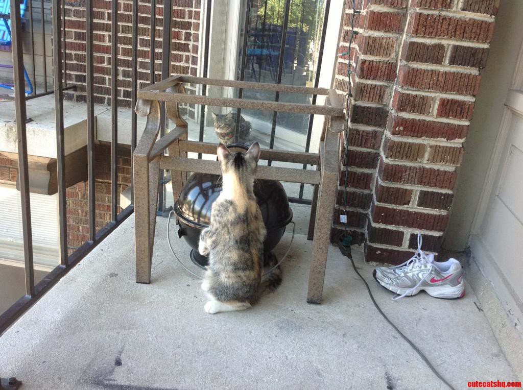 Catsitting This Little Lady. She Doesnt Know What to Make of My Neighbors Cat.