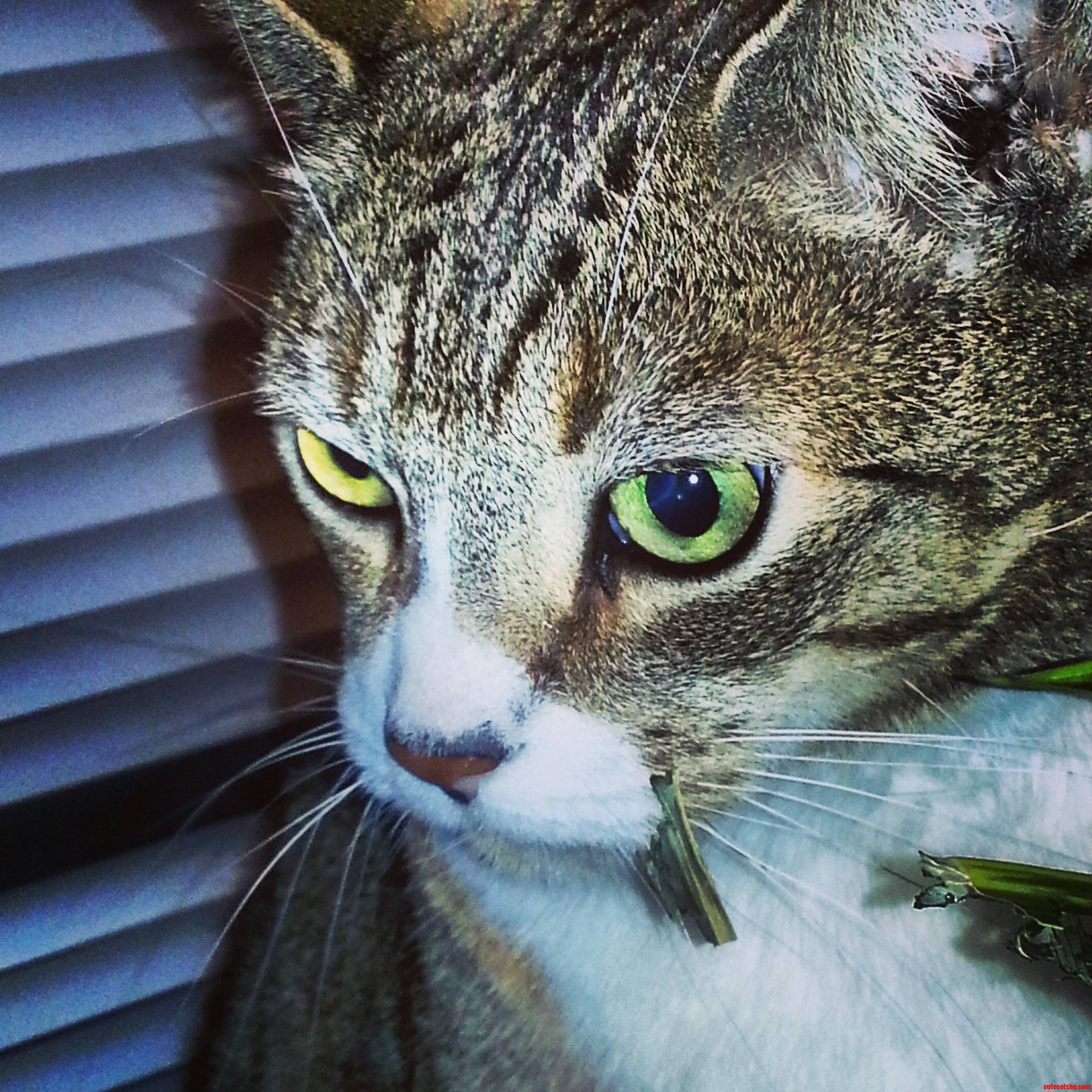 Caught My Cat Red Handed Eating My Plant