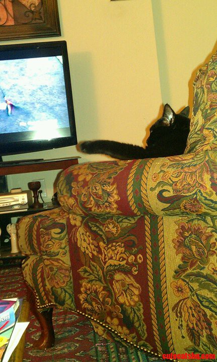 Chase Likes to Watch Tv