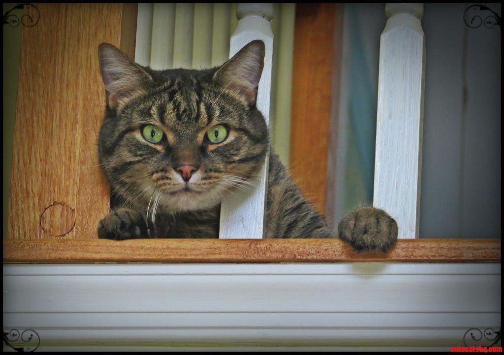 Cinnamon Is Watching You