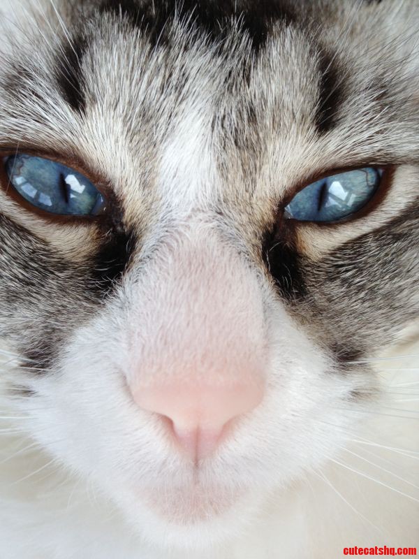 Close Up of My Cat Joep