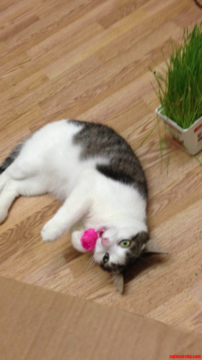 Coraline's First Time Getting Catnip