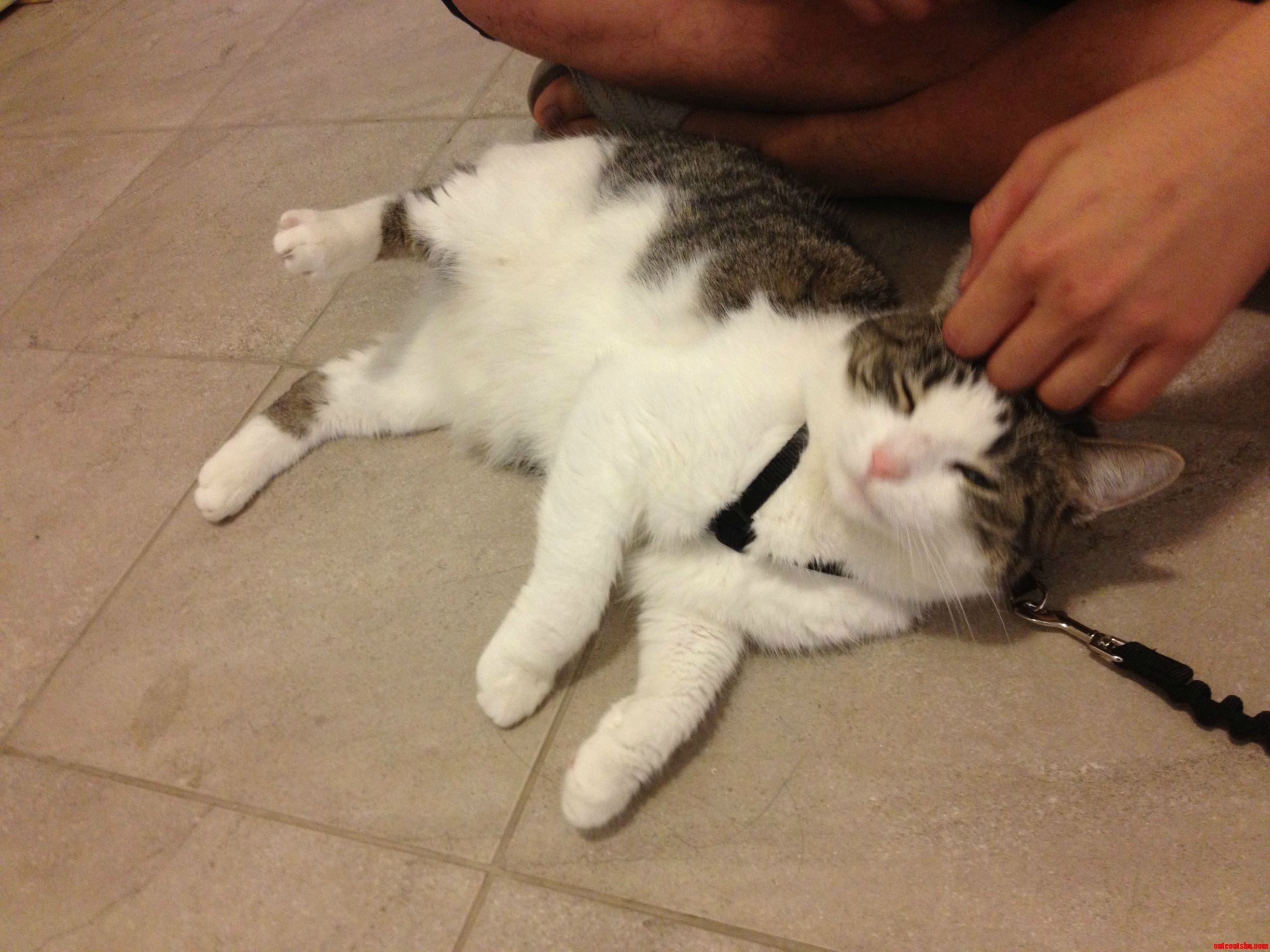 Cranky Tikka Hates Her New Leash.  Does Anyone Know Breed She Is