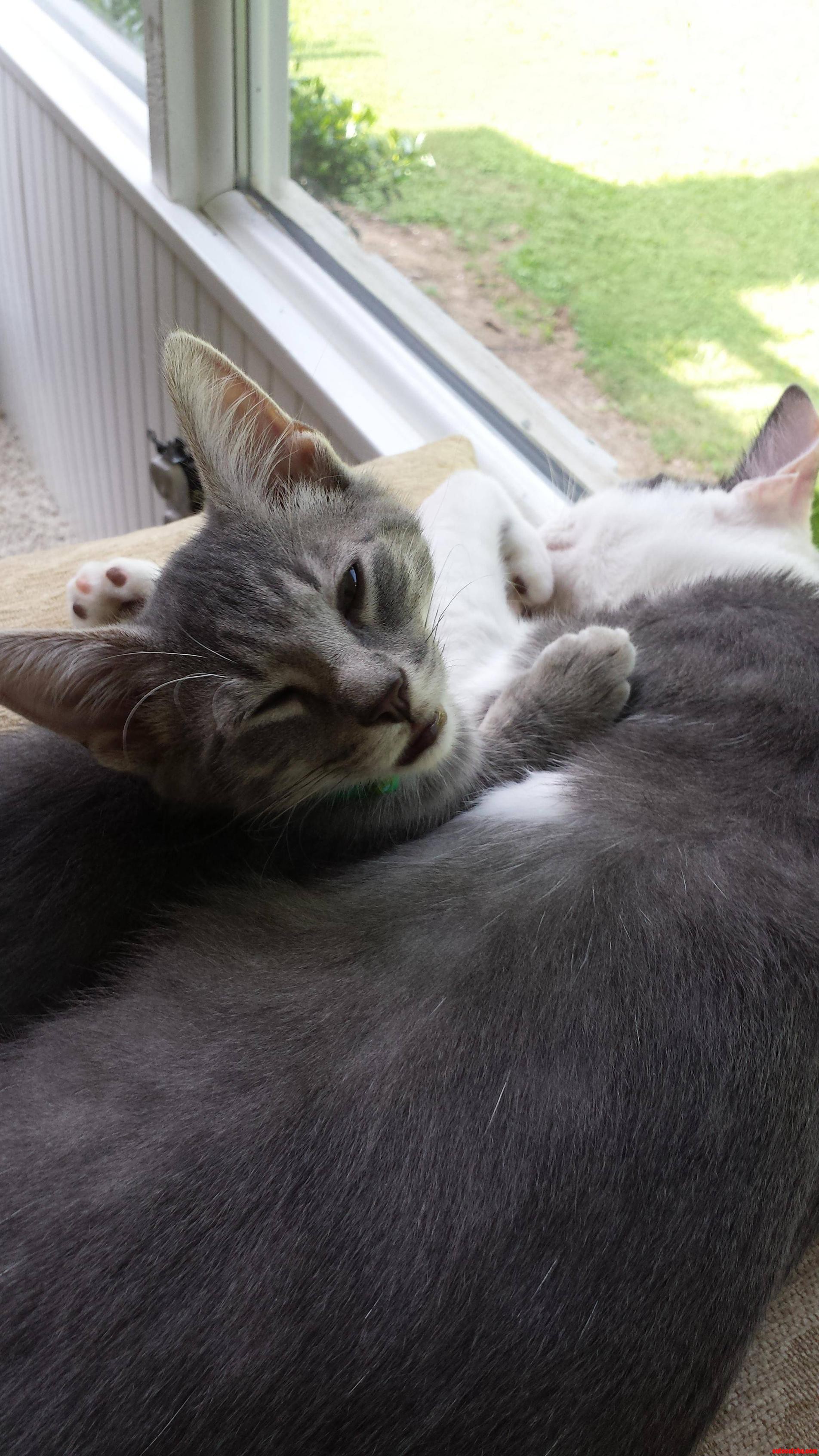 Cyberius Snoozing While Milo Makes Questioning Faces at the Camera