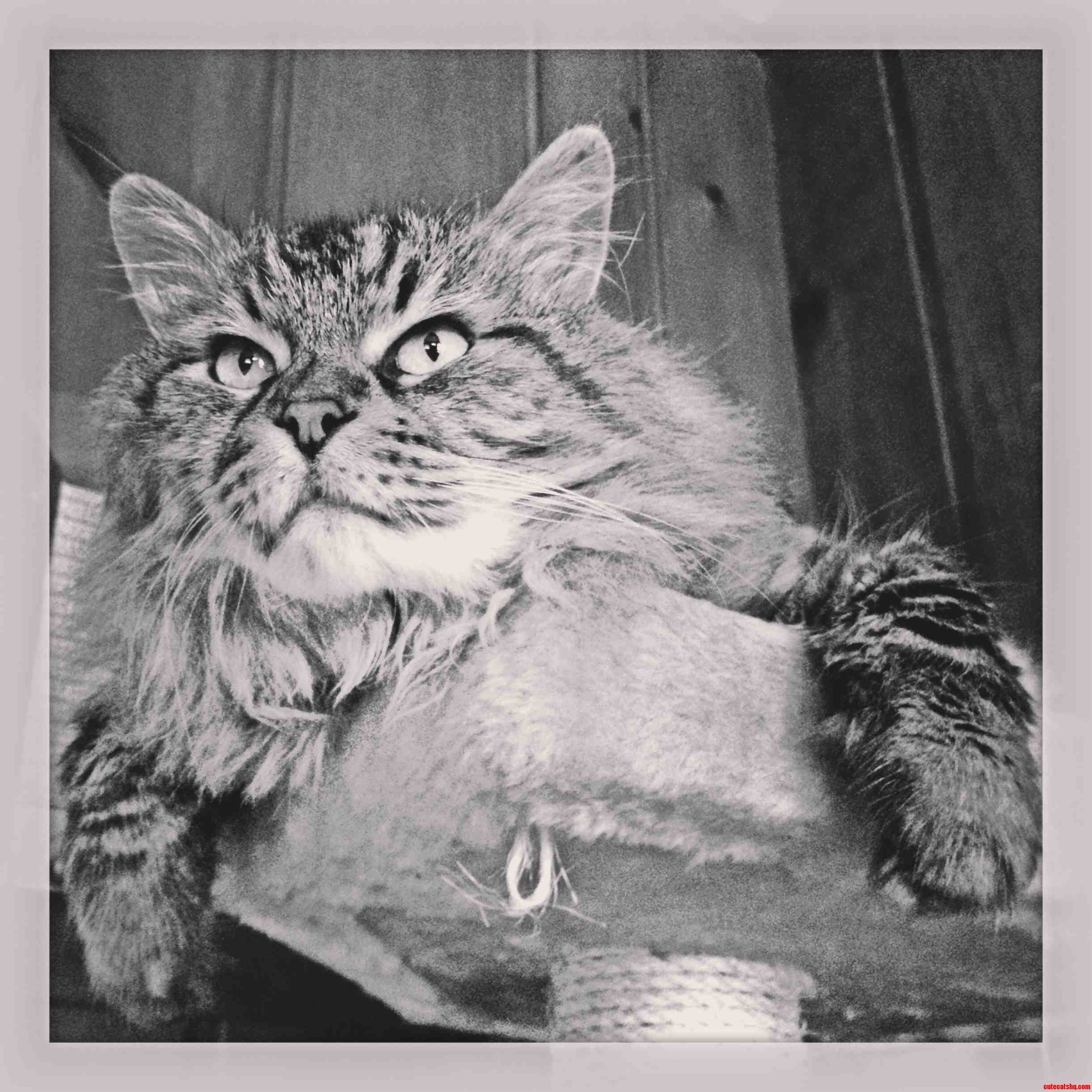Deep Thoughts with Dexter Kitty