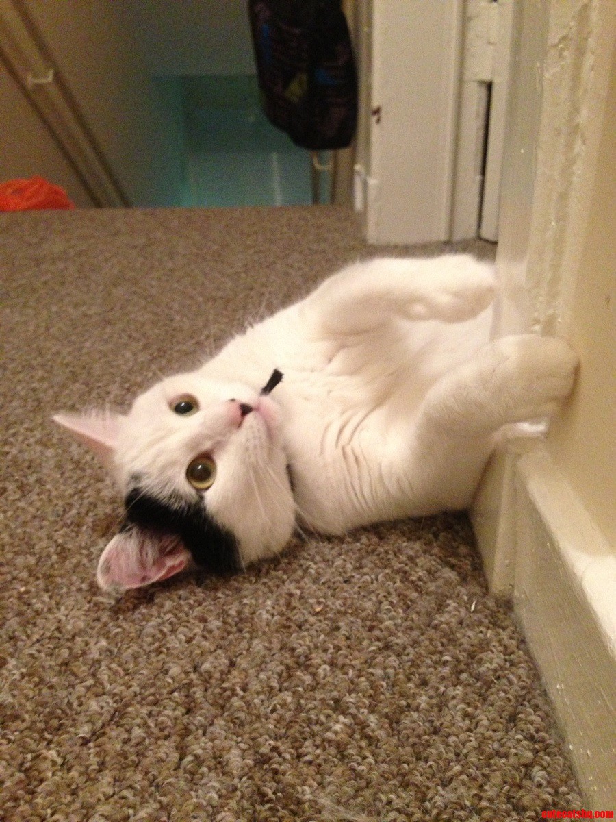 Dexter Being a Creep and Dragging Himself Along the Skirting