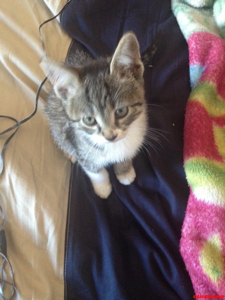 Do You Know What Breed Is My Cat