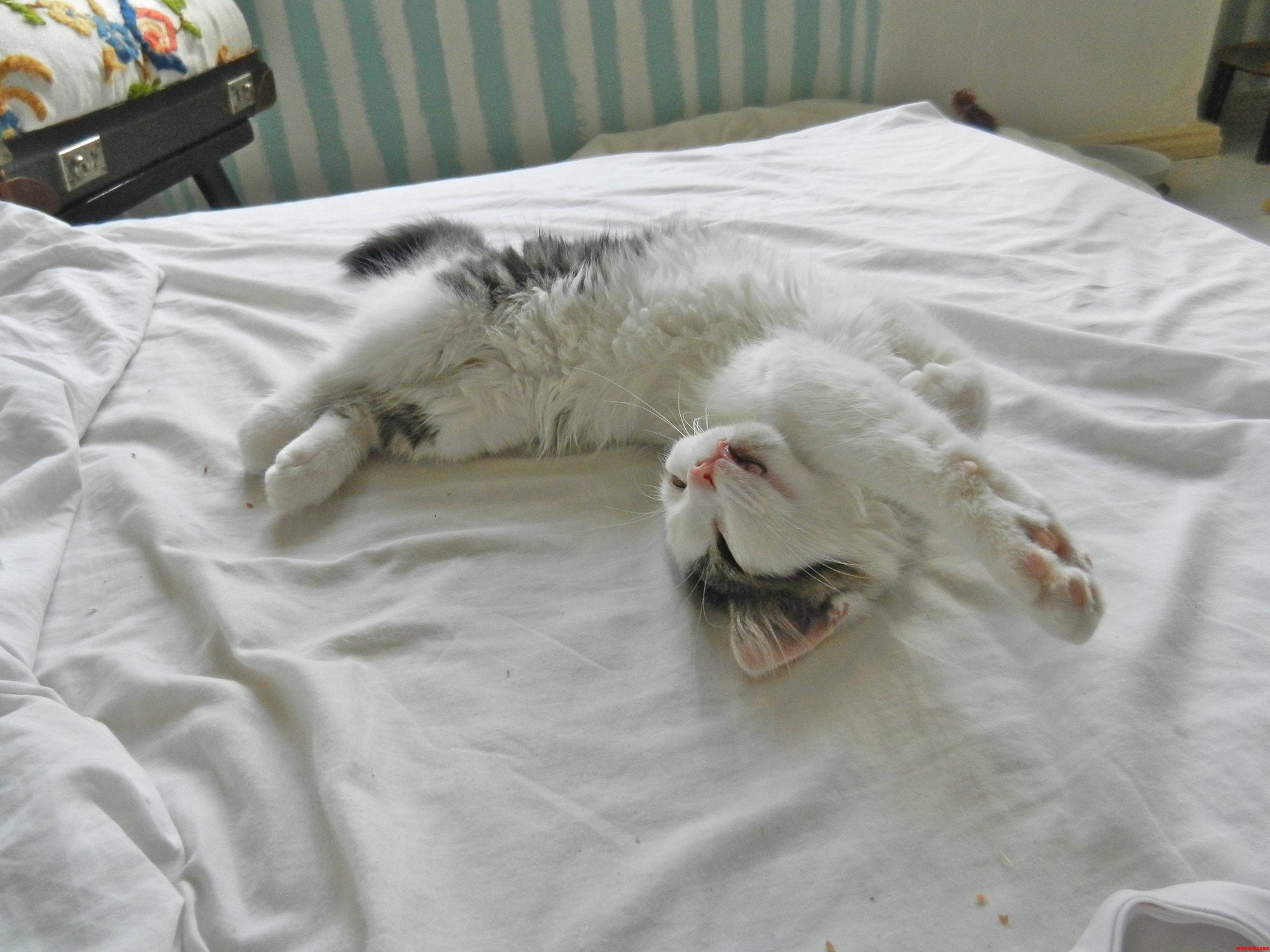 Even Ferocious Carnivores Must Sleep