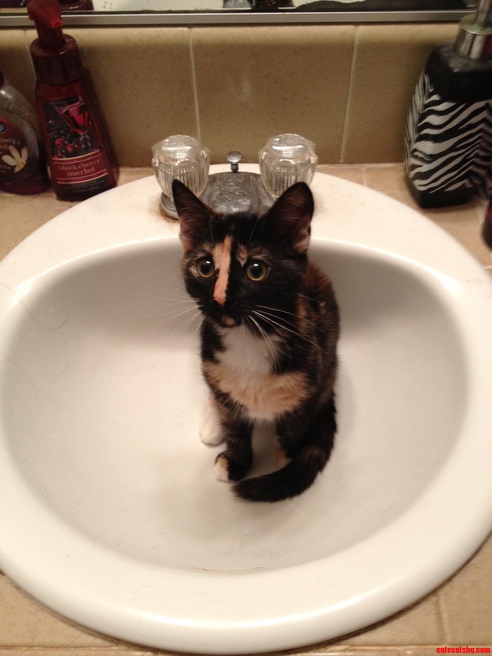 Every Morning She Waits Like This for My Girlfriend to Brush Her Teeth.