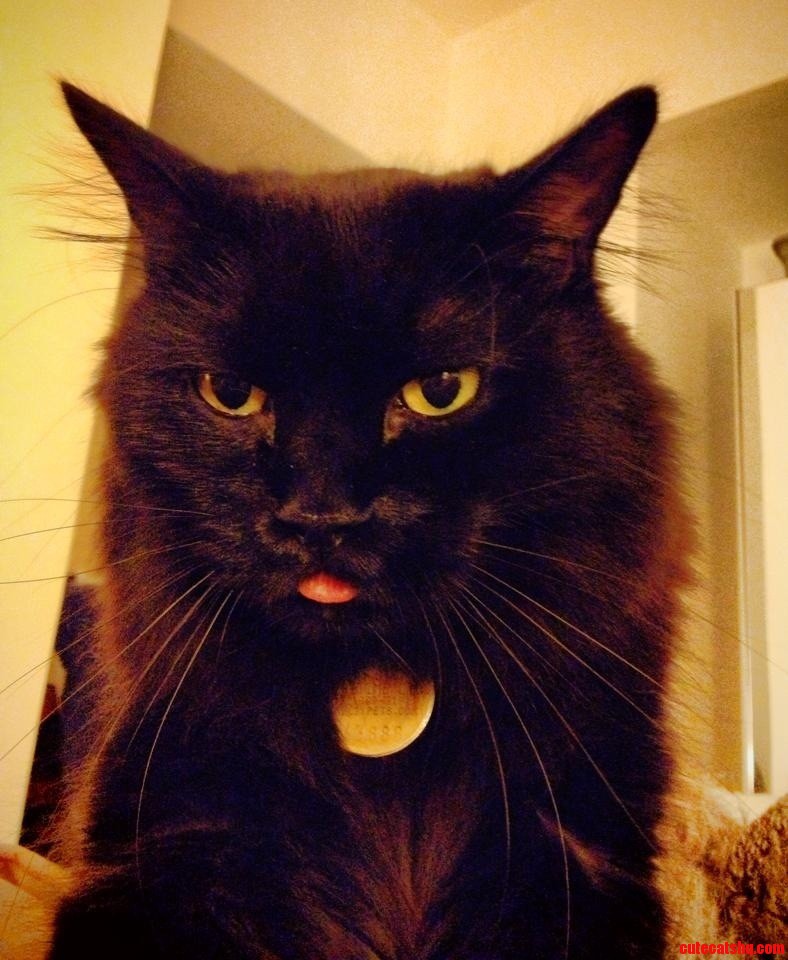 Every Night This Guy Comes on the Bed  Kneads My Butt  and Purrs Himself to Derp.