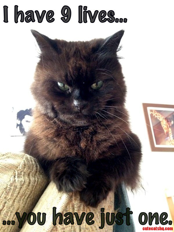 Feline 1 Mere Human 0