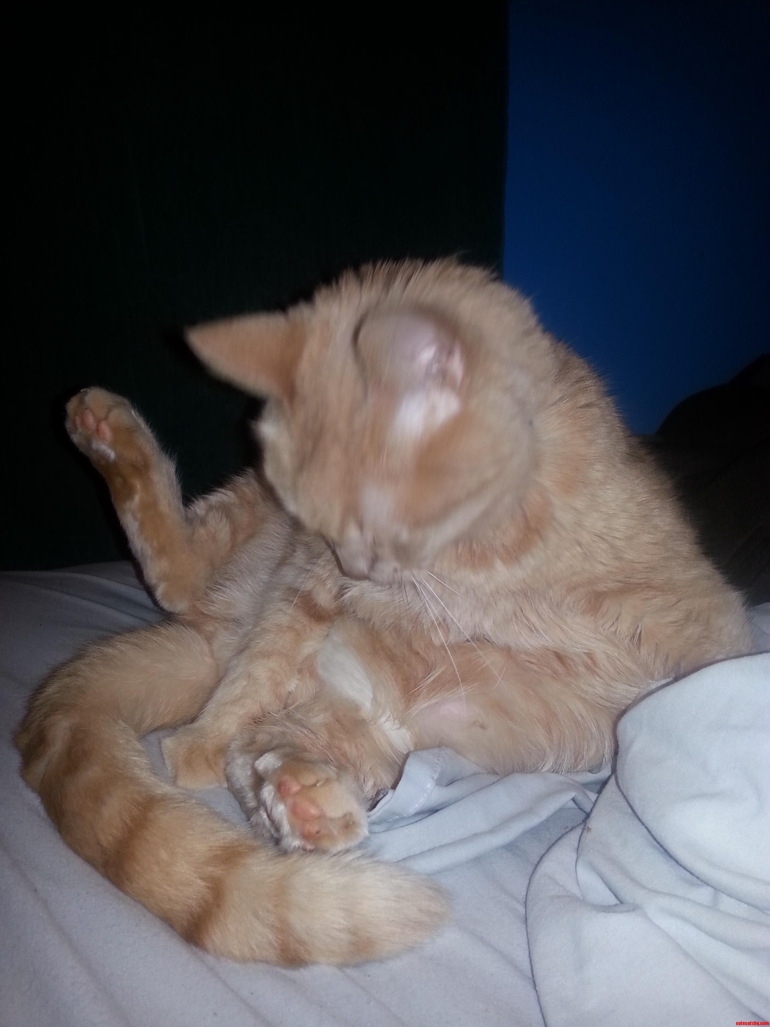 Fiances Cat Caught Mid-groom