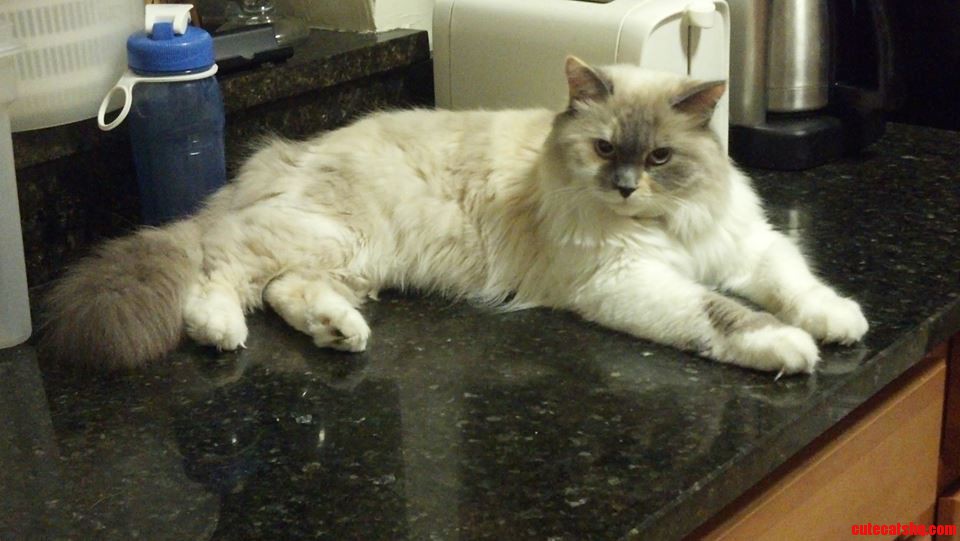 Found Her on the Kitchen Counter at 2 Am. That Look.