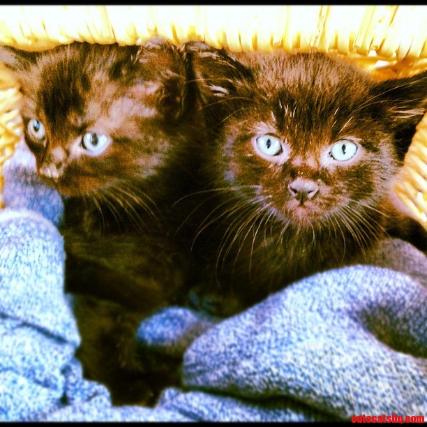 Found These Kittens Stuck in a Wall. I Couldn T Pass Up Two Black Cats
