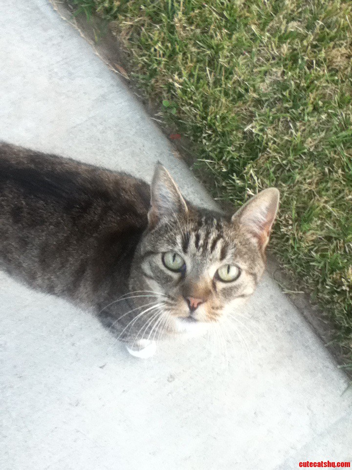 Found a Little Stray Cat on My Way Home from Work. Meet Shadow