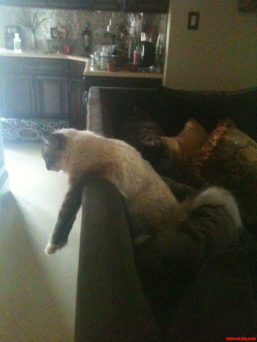 Found My Mom's Cat Passed Out Like This...