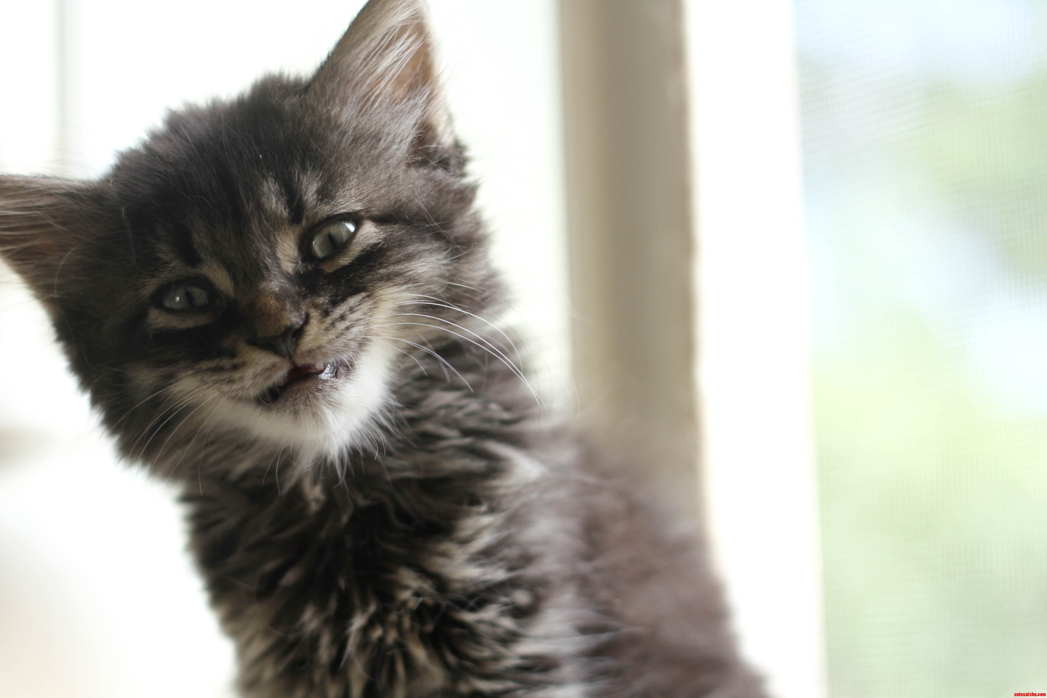 Froggy the Foster Kitten Cracks Us Up by Smiling for the Camera