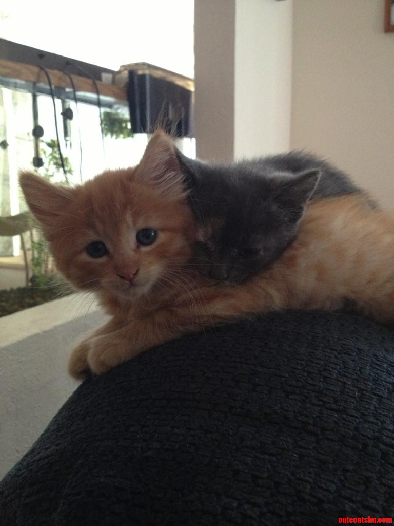 Garfield and Nermal. 3