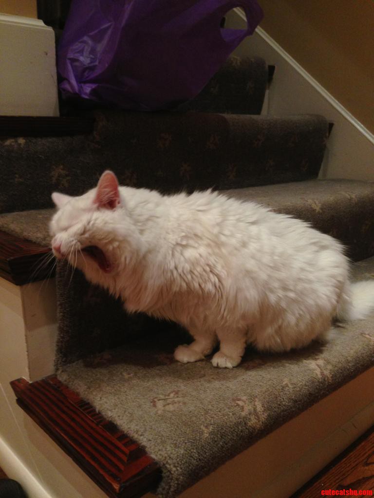 Gave My 18 Year Old Cat Some Catnip for the First Time in Her Life Today. I Think She Liked It