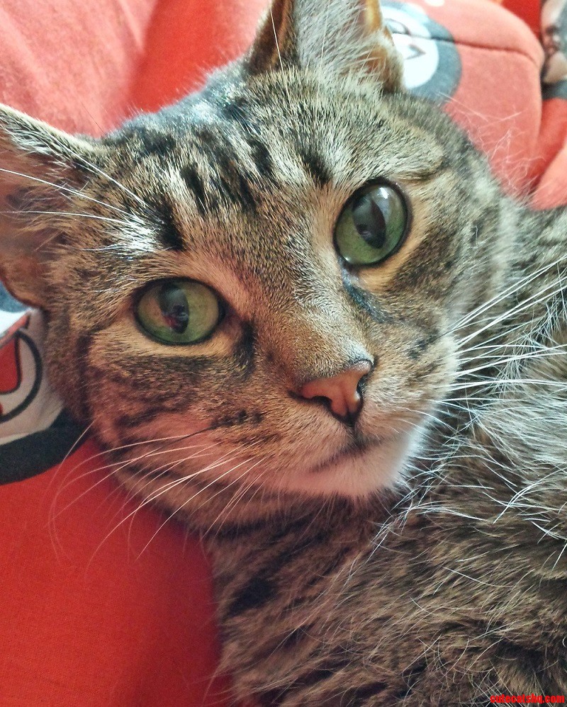 Got a Good Snap of My Kitty Today