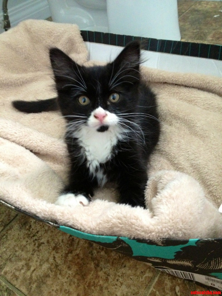 Got This Adorable Little Bastard Today
