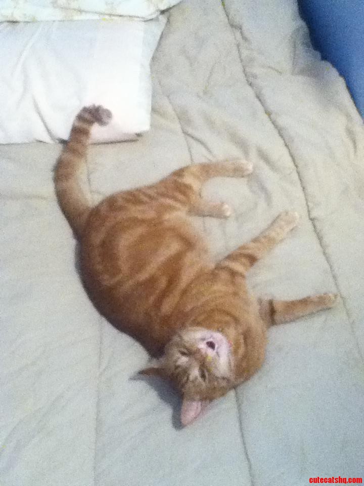 Ha Ha My Bed Meow
