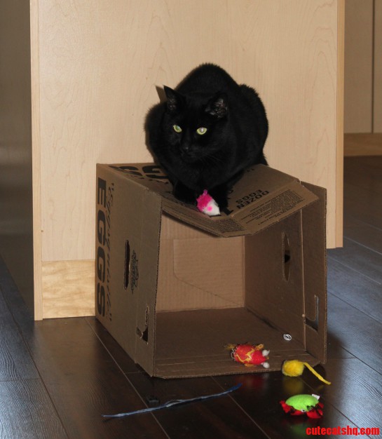 He Doesnt Seem to Understand the Point of Having a Box.