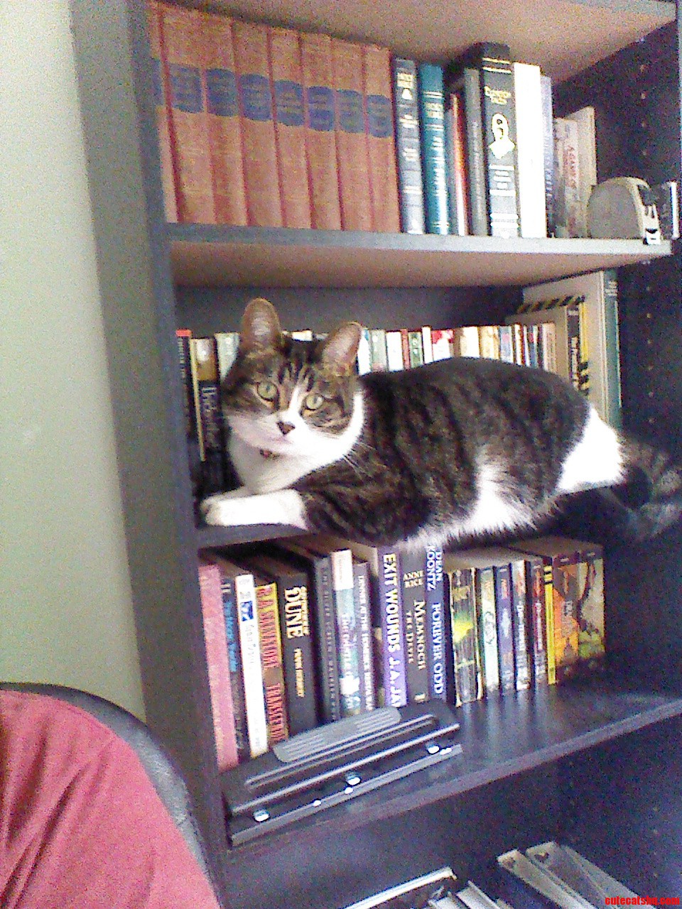 He Likes Being Where He Souldnt Be  but Oh So Cute.