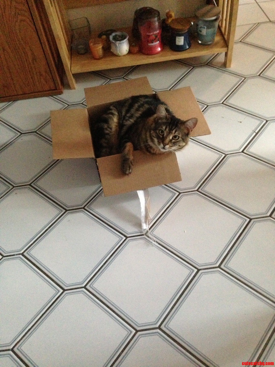 He Likes His New Box