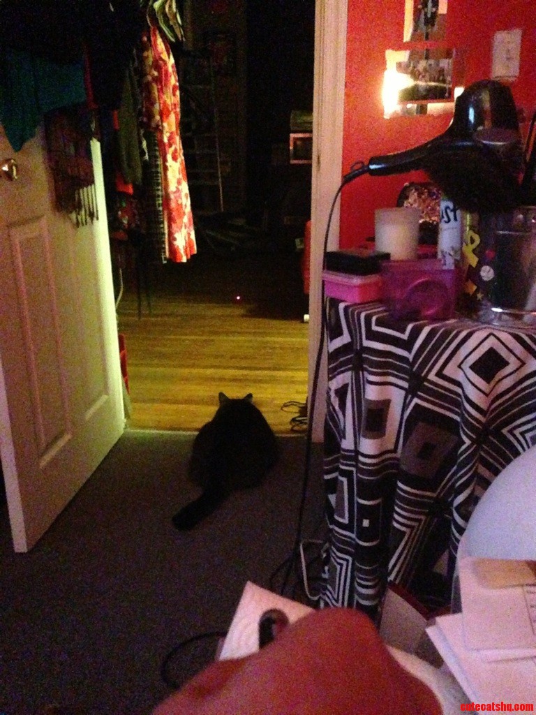 He Likes to Stalk and Then Launch Off the Carpet at the Dot