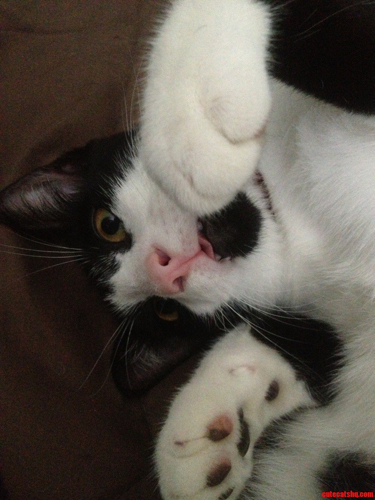 He Likes to Stick His Tongue Out Sometimes...