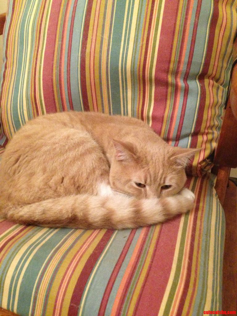 He Naps While We Look for the Mouse He Brought in and Let Loose