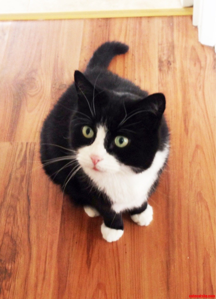 He S a Stunner for His Age  17 Today  Happy Caturday Cassius